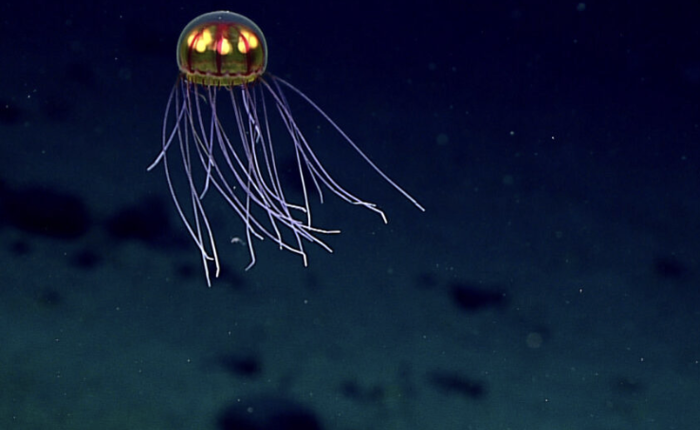 Seas at Risk