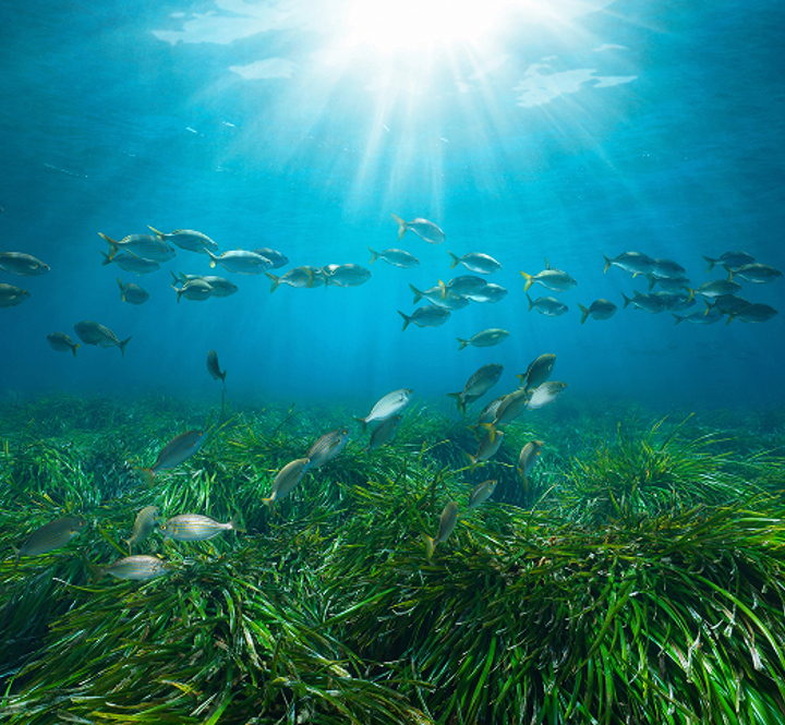 Global Food Systems1